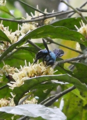 Xylocopa caerulea
