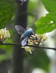 Xylocopa caerulea