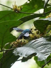 Xylocopa caerulea