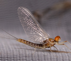 Ephemerella needhami