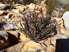 Muraltia juniperifolia