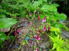 Strobilanthes hamiltoniana