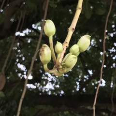 Angiospermae
