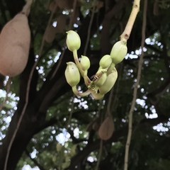 Angiospermae