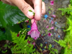 Strobilanthes hamiltoniana