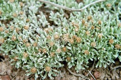 Antennaria dimorpha