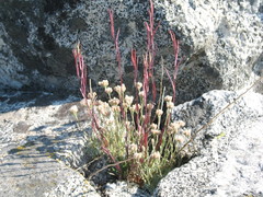 Antennaria microphylla