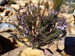 Muraltia juniperifolia