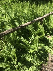 Matteuccia struthiopteris