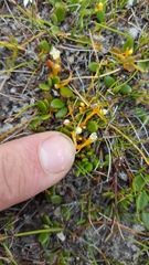 Cuscuta tasmanica