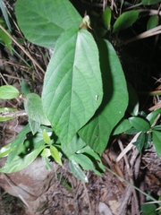Callicarpa formosana