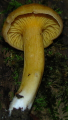 Cantharellus appalachiensis