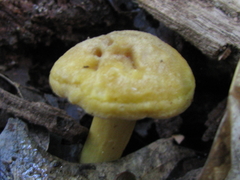 Cantharellus appalachiensis