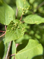 Eriophyes emarginatae