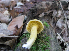 Cantharellus appalachiensis