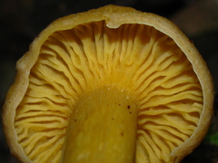 Cantharellus appalachiensis