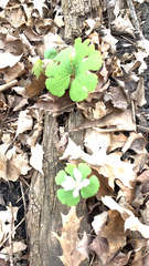 Sanguinaria canadensis