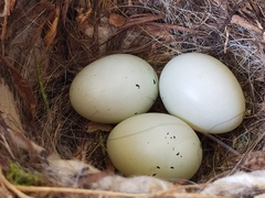 Haemorhous purpureus purpureus