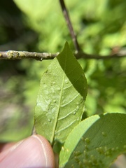 Eriophyes emarginatae