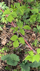 Rubus occidentalis