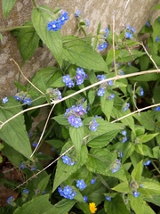 Pentaglottis sempervirens