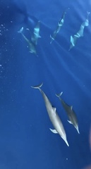Stenella longirostris orientalis