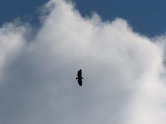 Haliaeetus