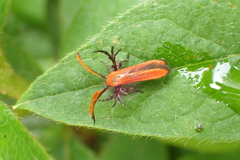 Oedematopoda leechi