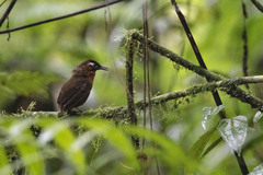 Cyphorhinus phaeocephalus