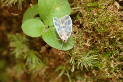 Borysthenes maculatus