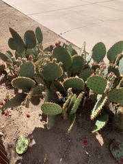 Opuntia
