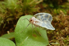 Borysthenes maculatus