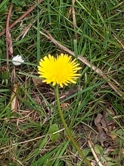 Taraxacum officinale