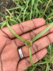 Cyperus