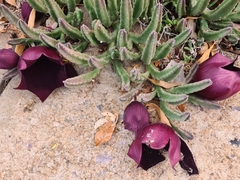 Stapelia leendertziae