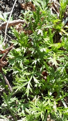 Matricaria discoidea