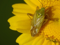 Reuterista instabilis