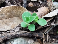 Peperomia liebmannii