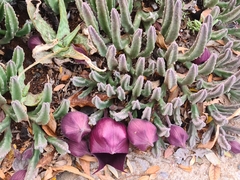 Stapelia leendertziae