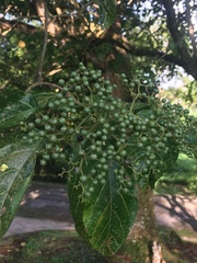 Premna