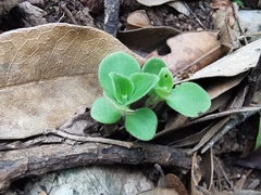 Peperomia liebmannii