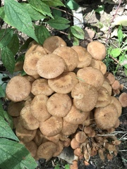 Desarmillaria caespitosa image