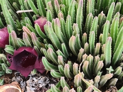 Stapelia leendertziae