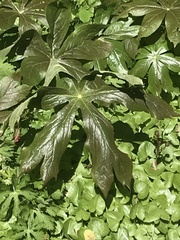 Podophyllum peltatum
