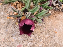 Stapelia leendertziae