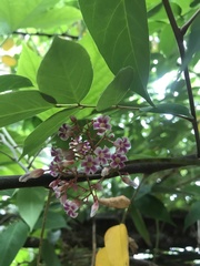 Averrhoa carambola