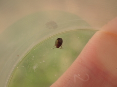 Lamprobyrrhulus nitidus