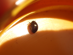 Lamprobyrrhulus nitidus