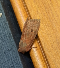 Orthosia transparens