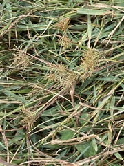 Cyperus esculentus